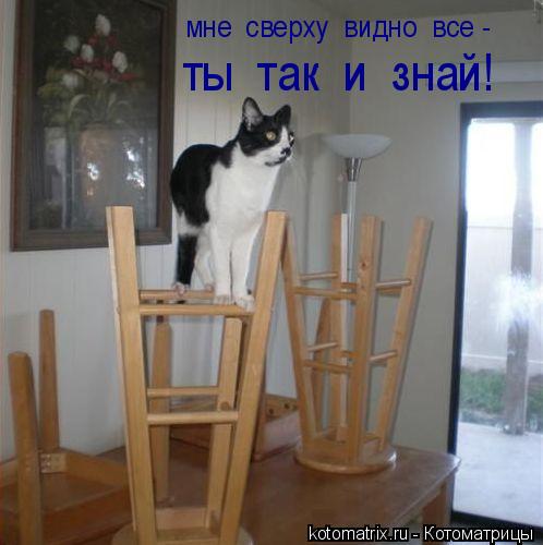 мне сверху видно все - ты так и знай!... Котоматрица: мне сверху видно все - ты так и знай!
