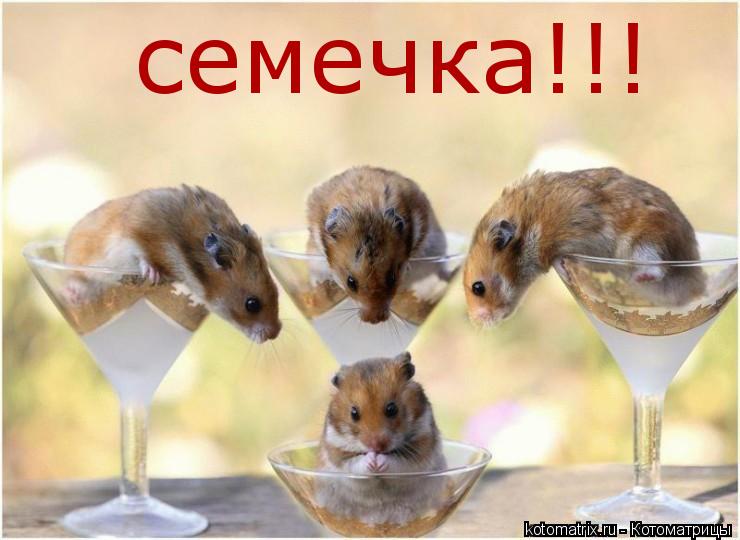 семечка!!!... Котоматрица: семечка!!!