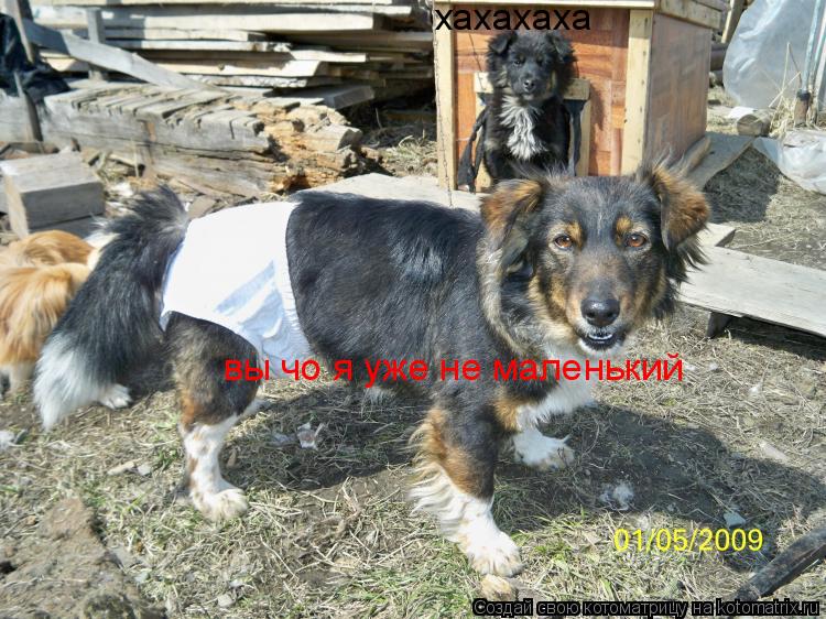 хахахаха вы чо я уже не маленький... Котоматрица: хахахаха вы чо я уже не маленький