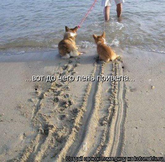 ...вот до чего лень привела...... Котоматрица: ...вот до чего лень привела...