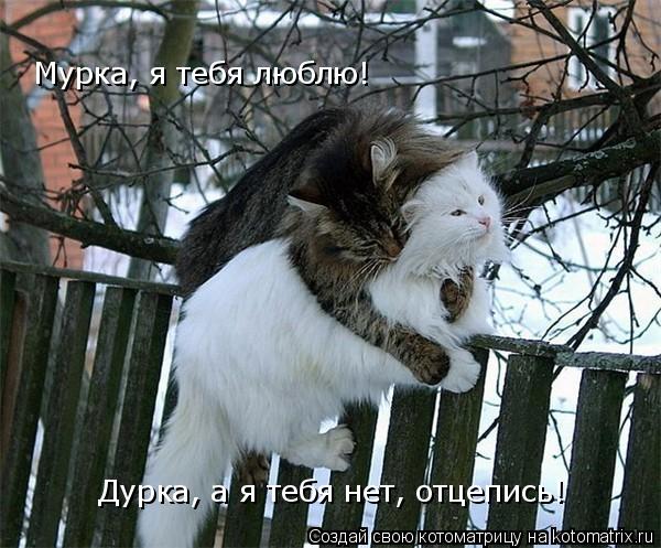 Мурка, я тебя люблю! Дурка, а я тебя нет, отцепись!... Котоматрица: Мурка, я тебя люблю! Дурка, а я тебя нет, отцепись!