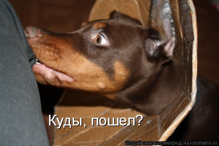 Куды, пошел?... Котоматрица: Куды, пошел?