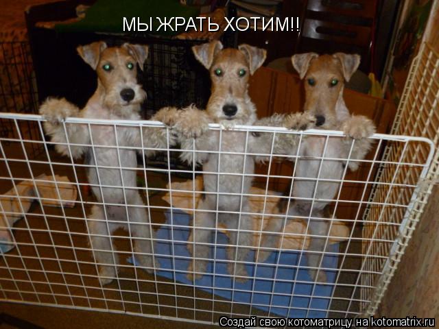МЫ ЖРАТЬ ХОТИМ!!... Котоматрица: МЫ ЖРАТЬ ХОТИМ!!