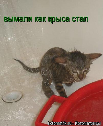 вымали как крыса стал... Котоматрица: вымали как крыса стал