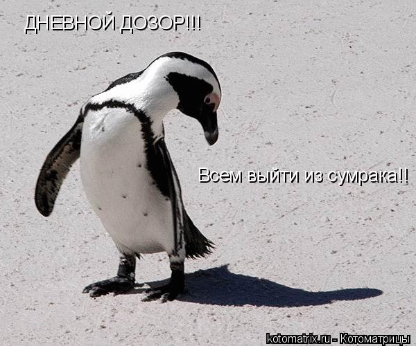 ДНЕВНОЙ ДОЗОР!!! Всем выйти из сумрака!!... Котоматрица: ДНЕВНОЙ ДОЗОР!!! Всем выйти из сумрака!!