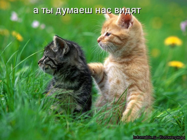 а ты думаеш нас видят... Котоматрица: а ты думаеш нас видят