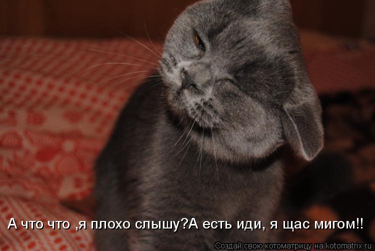 А что что ,я плохо слышу?А есть иди, я щас мигом!!... Котоматрица: А что что ,я плохо слышу?А есть иди, я щас мигом!!