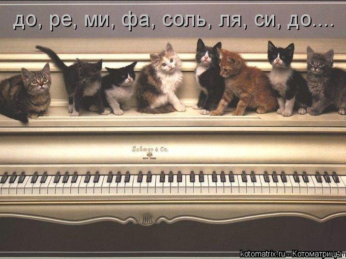 до, ре, ми, фа, соль, ля, си, до....... Котоматрица: до, ре, ми, фа, соль, ля, си, до....