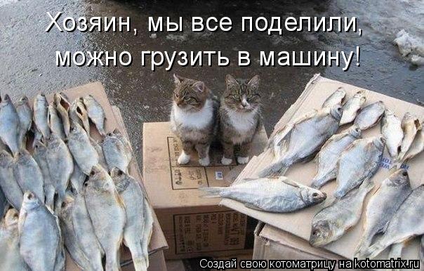 можно грузить в машину! Хозяин, мы все поделили,... Котоматрица: можно грузить в машину! Хозяин, мы все поделили,
