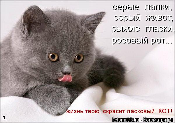 серые лапки, серый живот, рыжие глазки, розовый рот... жизнь твою скрасит ласковый КОТ!... Котоматрица: серые лапки, серый живот, рыжие глазки, розовый рот... жизнь твою скрасит ласковый КОТ!
