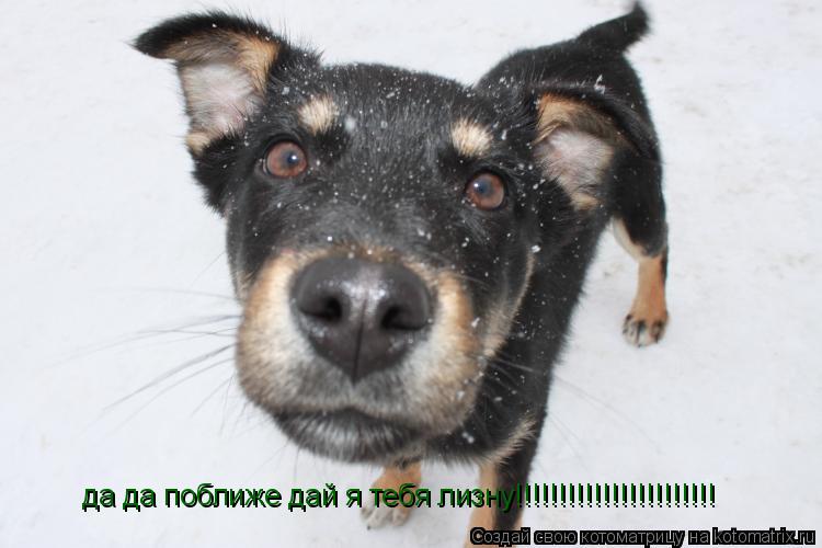 да да поближе дай я тебя лизну!!!!!!!!!!!!!!!!!!!!!!!... Котоматрица: да да поближе дай я тебя лизну!!!!!!!!!!!!!!!!!!!!!!!