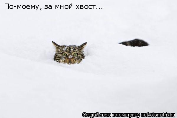 По-моему, за мной хвост...... Котоматрица: По-моему, за мной хвост...