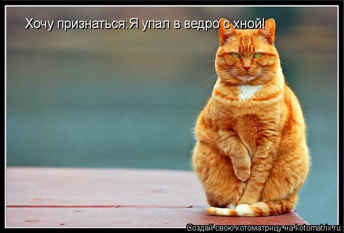 Хочу признаться:Я упал в ведро с хной!... Котоматрица: Хочу признаться:Я упал в ведро с хной!