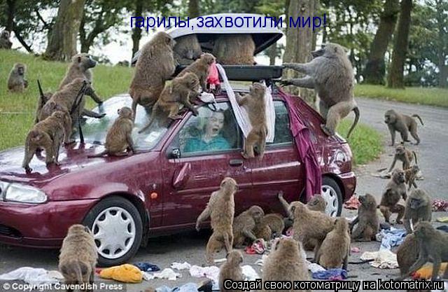 гарилы,захвотили мир!... Котоматрица: гарилы,захвотили мир!