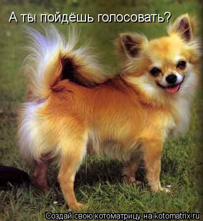 А ты пойдёшь голосовать?... Котоматрица: А ты пойдёшь голосовать?