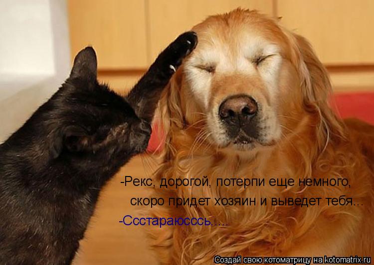 -Рекс, дорогой, потерпи еще немного, скоро придет хозяин и выведет тебя... -Ссстараюсссь........ Котоматрица: -Рекс, дорогой, потерпи еще немного, скоро придет хозяин и выведет тебя... -Ссстараюсссь.....