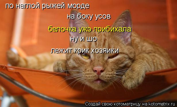 по наглой рыжей морде на боку усов белочка ужэ прибихала ну и шо лежит крик хозяики... Котоматрица: по наглой рыжей морде на боку усов белочка ужэ прибихала ну и шо лежит крик хозяики