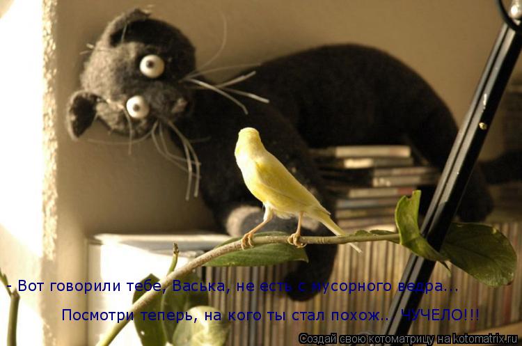 - Вот говорили тебе, Васька, не есть с мусорного ведра... Посмотри теперь, на кого ты стал похож... Ч... Котоматрица: - Вот говорили тебе, Васька, не есть с мусорного ведра... Посмотри теперь, на кого ты стал похож... ЧУЧЕЛО!!!