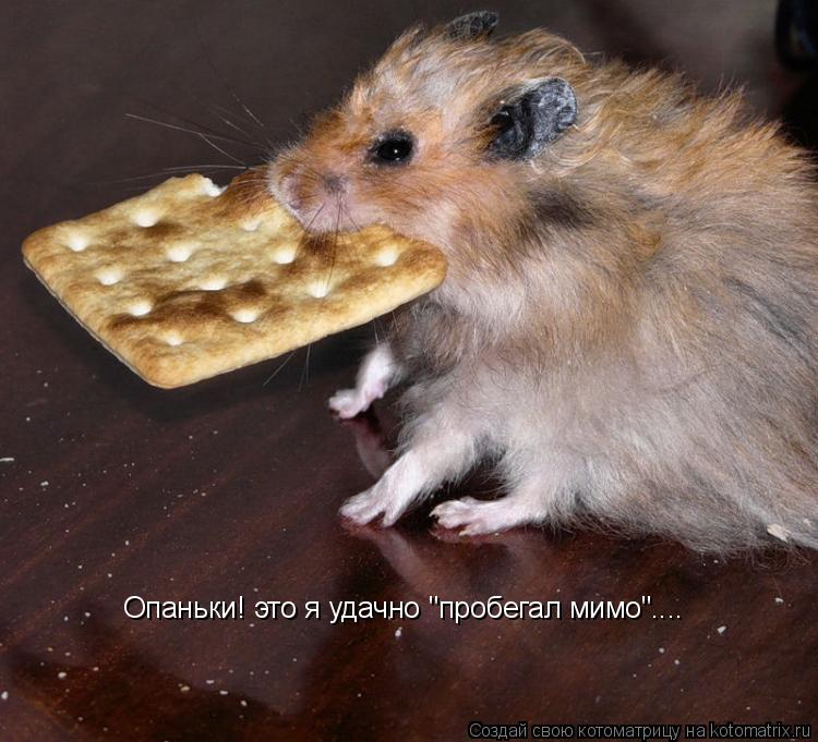 Опаньки! это я удачно "пробегал мимо"....... Котоматрица: Опаньки! это я удачно "пробегал мимо"....