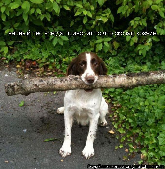 верный пёс всегда приносит то что скозал хозяин... Котоматрица: верный пёс всегда приносит то что скозал хозяин