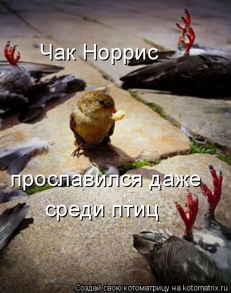 Чак Норрис прославился даже среди птиц... Котоматрица: Чак Норрис прославился даже среди птиц