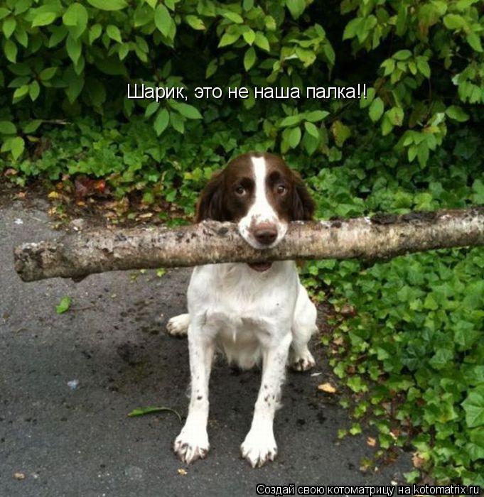 Шарик, это не наша палка!!... Котоматрица: Шарик, это не наша палка!!