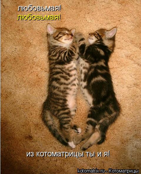 любовьмая! любовьмая! из котоматрицы ты и я!... Котоматрица: любовьмая! любовьмая! из котоматрицы ты и я!