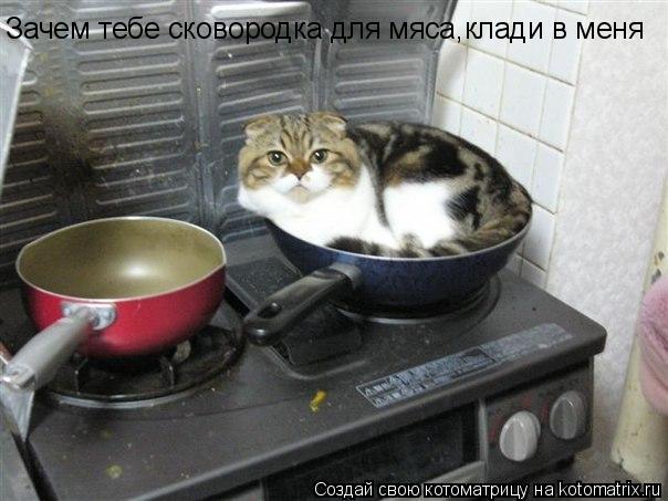 Зачем тебе сковородка для мяса,клади в меня... Котоматрица: Зачем тебе сковородка для мяса,клади в меня