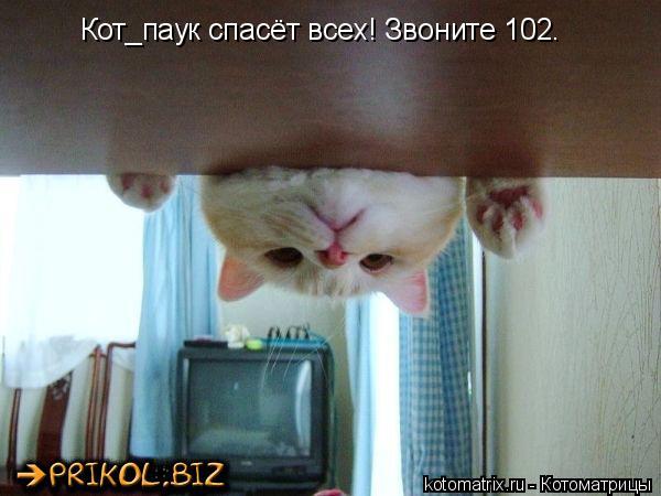 Кот_паук спасёт всех! Звоните 102.... Котоматрица: Кот_паук спасёт всех! Звоните 102.