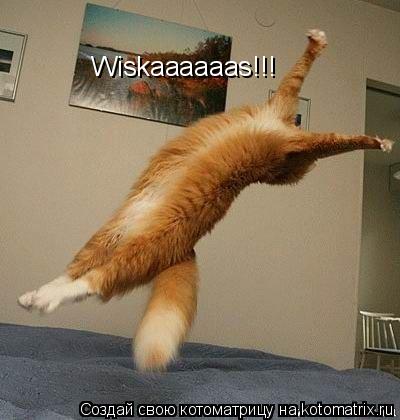 Wiskaaaaaas!!!... Котоматрица: Wiskaaaaaas!!!