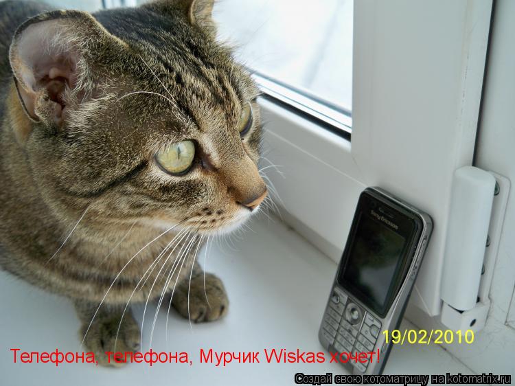 Телефона, телефона, Мурчик Wiskas хочет!... Котоматрица: Телефона, телефона, Мурчик Wiskas хочет!