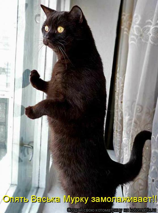 Опять Васька Мурку замолаживает!!!... Котоматрица: Опять Васька Мурку замолаживает!!!