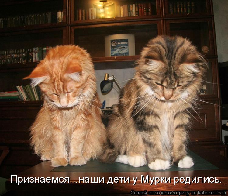 Признаемся...наши дети у Мурки родились.... Котоматрица: Признаемся...наши дети у Мурки родились.