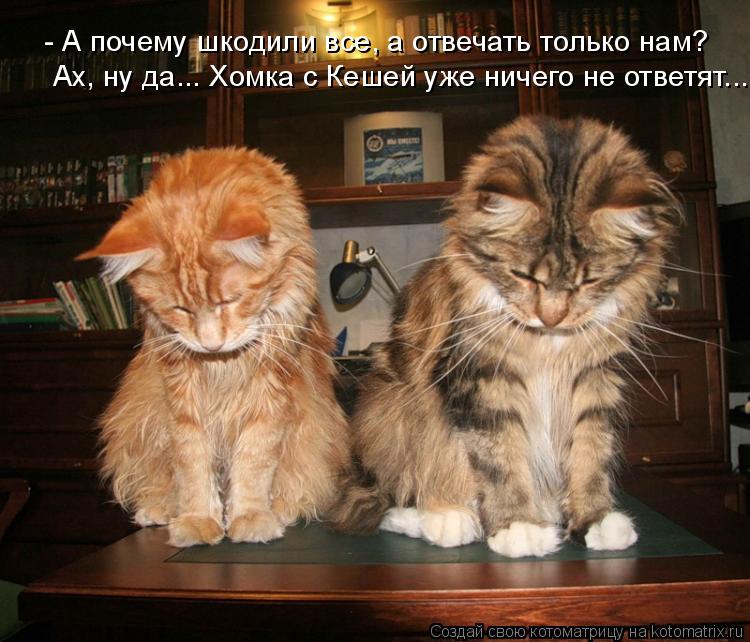 - А почему шкодили все, а отвечать только нам? Ах, ну да... Хомка с Кешей уже ничего не ответят...... Котоматрица: - А почему шкодили все, а отвечать только нам? Ах, ну да... Хомка с Кешей уже ничего не ответят...