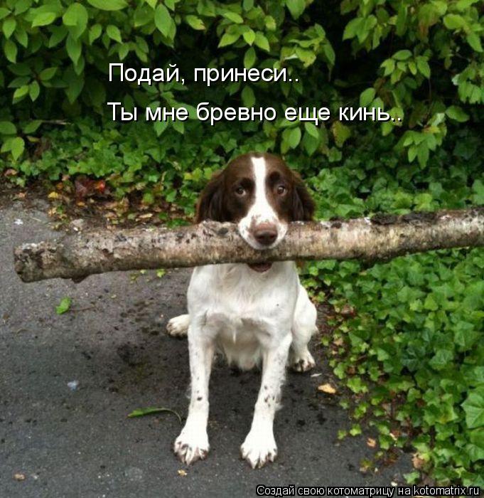 Подай, принеси.. Ты мне бревно еще кинь..... Котоматрица: Подай, принеси.. Ты мне бревно еще кинь..