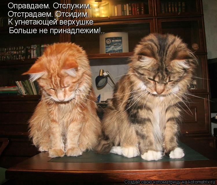 Оправдаем. Отслужим. Отстрадаем. Отсидим. К угнетающей верхушке Больше не принадлежим!..... Котоматрица: Оправдаем. Отслужим. Отстрадаем. Отсидим. К угнетающей верхушке Больше не принадлежим!..