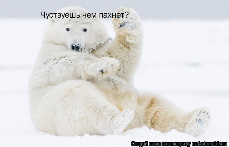 Чуствуешь чем пахнет?... Котоматрица: Чуствуешь чем пахнет?
