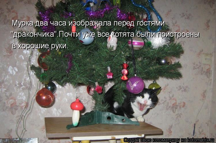 "дракончика".Почти уже все котята были пристроены Мурка два часа изображала перед гостями в хорошие р... Котоматрица: "дракончика".Почти уже все котята были пристроены Мурка два часа изображала перед гостями в хорошие руки.