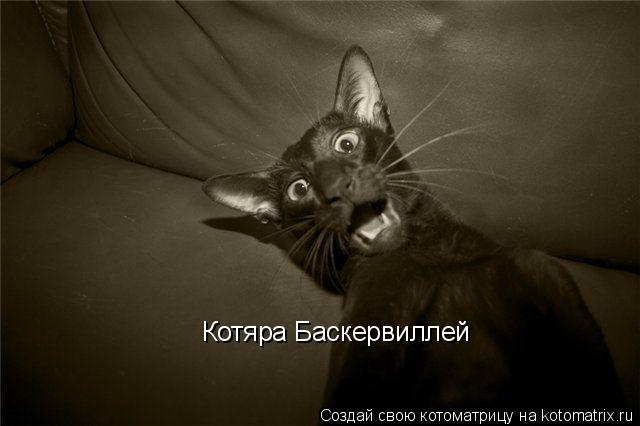 Котяра Баскервиллей... Котоматрица: Котяра Баскервиллей