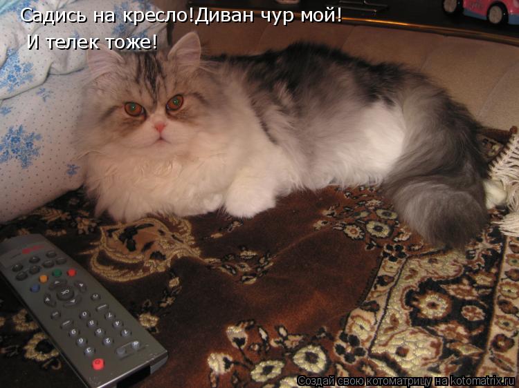 Садись на кресло!Диван чур мой! И телек тоже!... Котоматрица: Садись на кресло!Диван чур мой! И телек тоже!