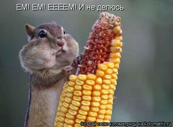 ЕМ! ЕМ! ЕЕЕЕМ! И не делюсь... Котоматрица: ЕМ! ЕМ! ЕЕЕЕМ! И не делюсь