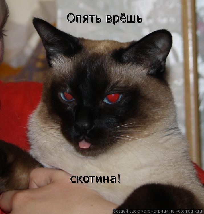 Опять врёшь скотина! скотина! Опять врёшь... Котоматрица: Опять врёшь скотина! скотина! Опять врёшь