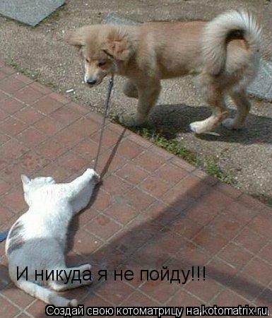 И никуда я не пойду!!!... Котоматрица: И никуда я не пойду!!!