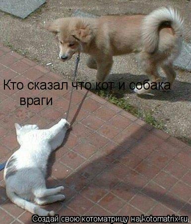 Кто сказал что кот и собака враги... Котоматрица: Кто сказал что кот и собака враги