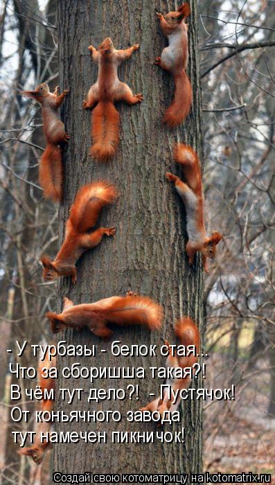 - У турбазы - белок стая….. Что за сборишша такая?! В чём тут дело?! - Пустячок! От коньячного заво... Котоматрица: - У турбазы - белок стая….. Что за сборишша такая?! В чём тут дело?! - Пустячок! От коньячного завода тут намечен пикничок!