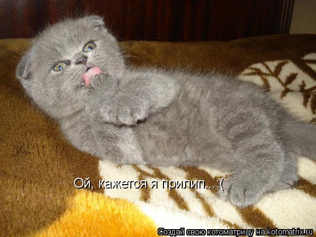 Ой, кажется я прилип...:(... Котоматрица: Ой, кажется я прилип...:(