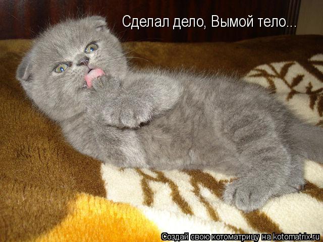 Сделал дело, Вымой тело...... Котоматрица: Сделал дело, Вымой тело...