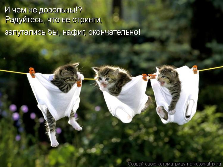 И чем не довольны!? Радуйтесь, что не стринги, запутались бы, нафиг, окончательно!... Котоматрица: И чем не довольны!? Радуйтесь, что не стринги, запутались бы, нафиг, окончательно!