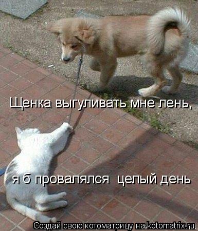 Щенка выгуливать мне лень, я б провалялся целый день... Котоматрица: Щенка выгуливать мне лень, я б провалялся целый день