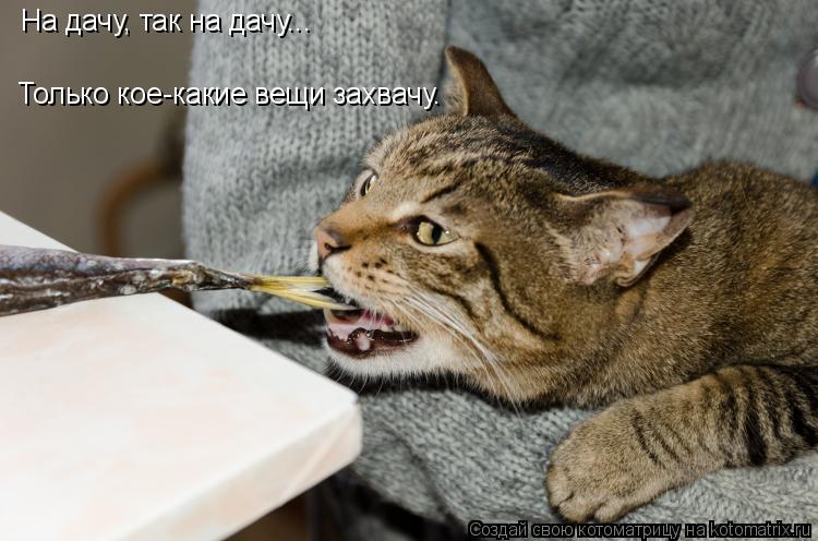 На дачу, так на дачу... Только кое-какие вещи захвачу.... Котоматрица: На дачу, так на дачу... Только кое-какие вещи захвачу.